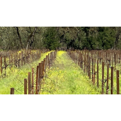 Chardonnay, Gennys Vineyard, Carneros, Napa Valley, Hoopes, 2020