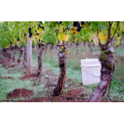 Pinot Noir, Ridgecrest Vineyard, Ribbon Ridge, Authentique, 2017