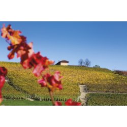 Barbera dAlba, Aldo Clerico, 2023