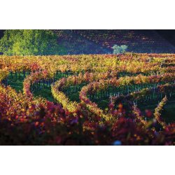 Barolo, Serralunga, Aldo Clerico, 2021