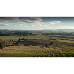 Pinot Noir, Vitae Spring Vineyard Amphorae, Eola-Amity Hills, Authentique, 2016