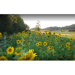 Pinot Noir, Vitae Spring Vineyard Amphorae, Eola-Amity Hills, Authentique, 2016