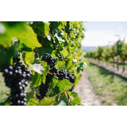 Sauvignon Blanc, Marlborough, Delta, 2021