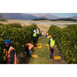 Pinot Noir, Hatters Hill, Marlborough, Delta Estate, 2018