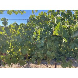 Sangiovese, Cienega Valley, Russell, 2022