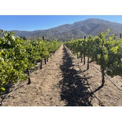 Viognier, Cienega Valley, Russell, 2022