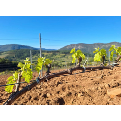 El Astronauta, Sierra de Salamanca, Castilla y Leon, Perahigos, 2024 - Ros�