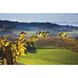 Barolo, Ginestra, Aldo Clerico, 2019 - Magnum - Trske