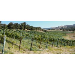 Pinot Noir, PSI Clone, Santa Rita Hills, Santa Barbara, Babcock, 2019