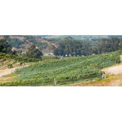 Pinot Noir, PSI Clone, Santa Rita Hills, Santa Barbara, Babcock, 2019