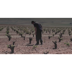 Tempranillo, Las Parvas, Toro, Castilla y Len, Coral Duero, 2017