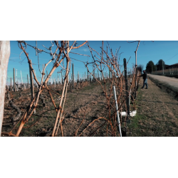 Barbaresco, Riserva, Canova, Ressia, 2016 - Leveres ved k�b af 6 fl. i tr��ske