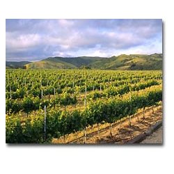 24 Fl. Grenache, Born Ready, Babcock, 2018 + 24 Fl. Grenache, Opportunity Knocks, Babcock, 2018