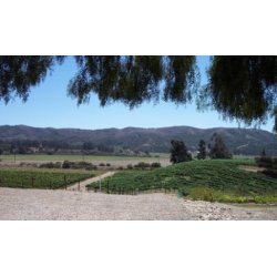 Pinot Noir, Santa Rita Hills, Santa Barbara, Babcock, 2018