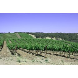 Retro, Paso Robles, 2020