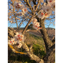 Loriot, Pays d�Oc, Languedoc, Domaine Mirabel, 2025