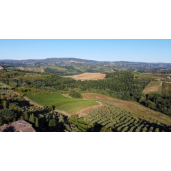 Dani, Passione Divina/Russell,  2019 - SPAR 60%