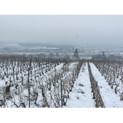 Champagne, Brut, Caullery Perseval