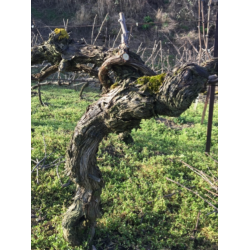 Champagne, Brut, Caullery Perseval