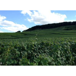 Champagne, Brut, Caullery Perseval