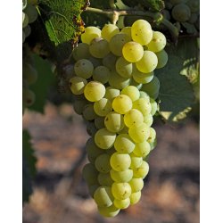 Chardonnay, Sonoma Coast, Schug Winery, 2022