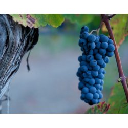 Grenache, Coat, Calistoga, Napa Valley, Shypoke, 2022 - Magnum