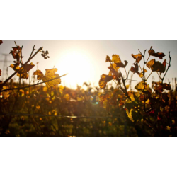 Champagne 1�er Cru, Brut, Cuv�e �clat, Cossy