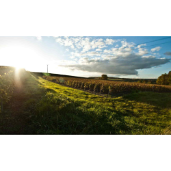 Champagne 1�er Cru, Extra Brut, Cuv�e Origine, Cossy