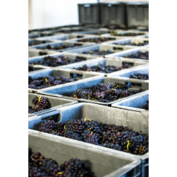 Champagne 1�er Cru, Extra Brut, Cuv�e Origine, Cossy