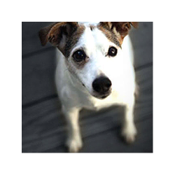 Cabernet Sauvignon, Dantes Block, Oakville, Napa Valley, Hoopes, 2015