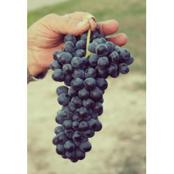 Barbera dAlba, Superiore, Roero, Asso Di Denari, 2021