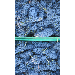 Tempranillo, Valgame Dios, Reserva, Toro, Campo de Toro, 2021 - Magnum