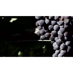 Cinsault, Vielles Vignes, Pays d�Oc, Languedoc, Clos des Centenaires, 2023