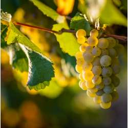 Bourgogne Blanc, Renaissance, Bourgogne, Dormy, 2024