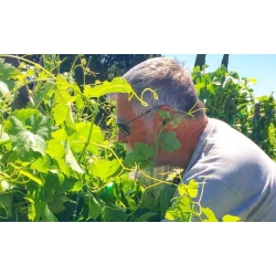 Chardonnay, Cienega Valley, Russell, 2022