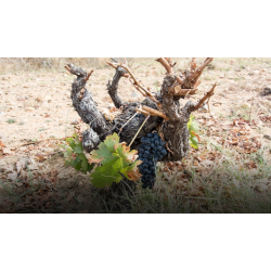 Tempranillo, Valnuevo Selecci�n, Toro, Castilla y Leon, Tardencuba, 2018