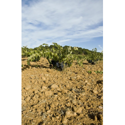 Tempranillo, Valnuevo Selecci�n, Toro, Castilla y Leon, Tardencuba, 2018