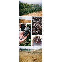 Pinot Noir, Slice of Heaven, Santa Rita Hills, Santa Barbara, Babcock, 2019