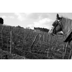 Gevrey Chambertin, Bourgogne, Domaine des Clos, 2022