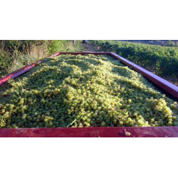 Grenache, Sweet Dreams, Coteaux de Peyriac, Languedoc, Villepeyroux Forest, 2024