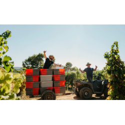 Syrah, Cerise, Pays d�Herault, La Croix Gratiot, 2025