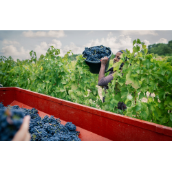 Cotes du Rhone, Blanc, �leve en fut de Chene, Rhone, Domaine Saint Vincent, 2024