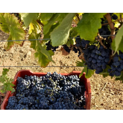 Perahigos 1, Sierra de Francia, Castilla y Leon, Perahigos, 2023