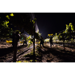 Pinot Noir, San Luis Obispo, Stephen Ross, 2019