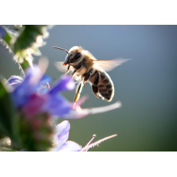 Jimbro �kologisk Skov-Honning 400 gram