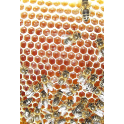 Jimbro �kologisk Skov-Honning 400 gram