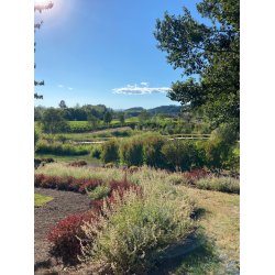 Pinot Noir, Keeler Estate Vineyard, Eola-Amity Hills, Authentique, 2019