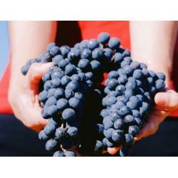 Tempranillo, Las Parvas, Toro, Castilla y Len, Coral Duero, 2017