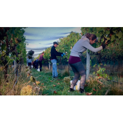 Pinot Noir, Estate, Martinborough, Dublin St., 2015