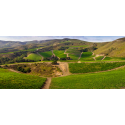 Pinot Noir, Santa Rita Hills, Santa Barbara, Babcock, 2019